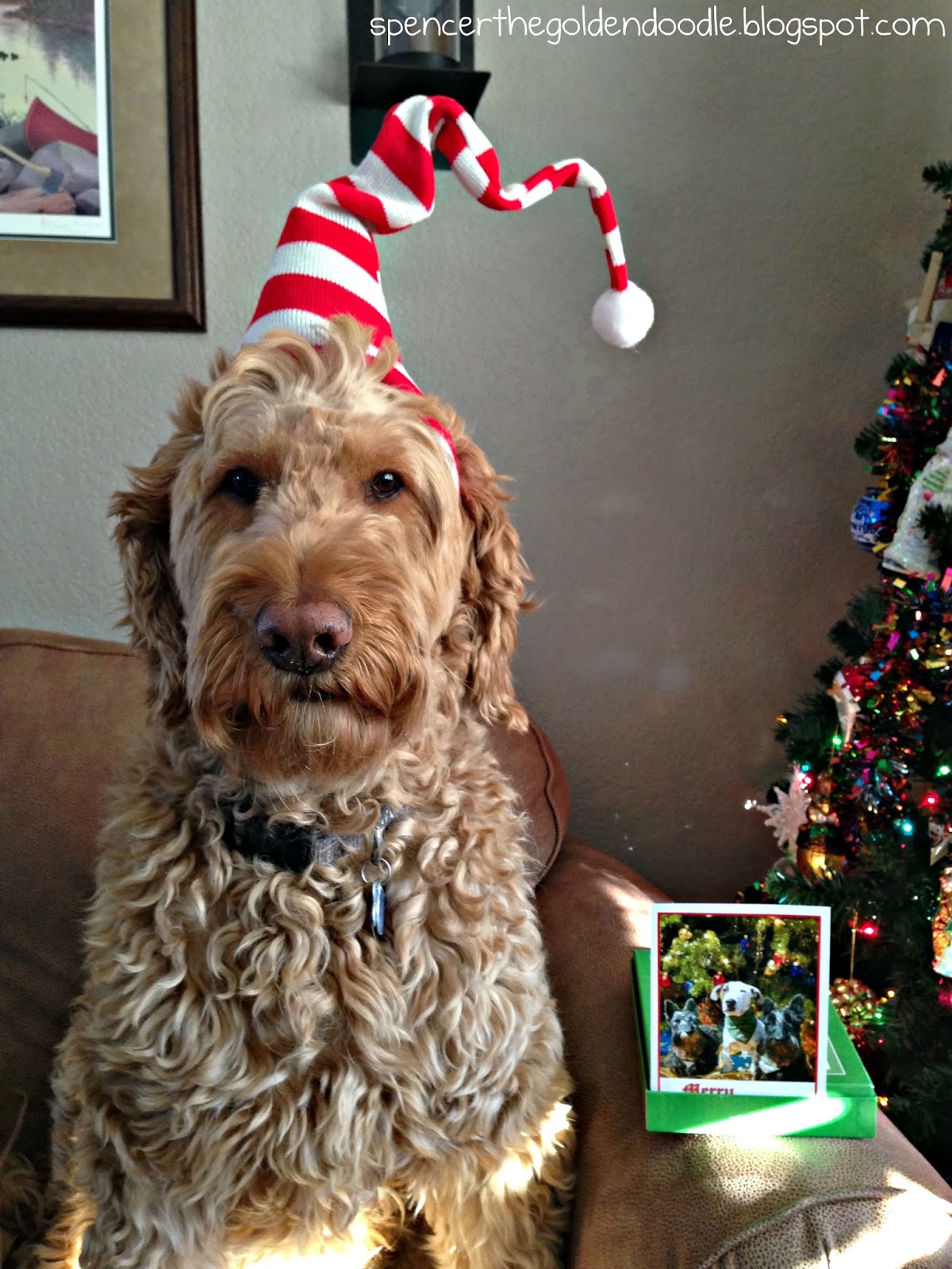 Christmas goldendoodles Spencer the Goldendoodle: Christmas Card Count
